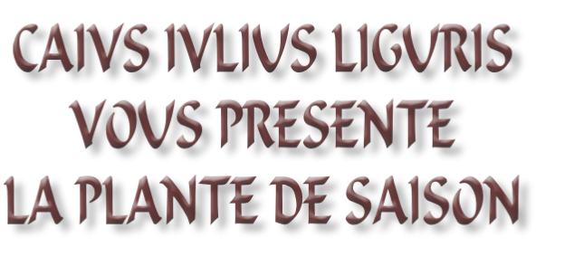 CAIVS IVLIUS LIGURIS 
VOUS PRESENTE
LA PLANTE DE SAISON
